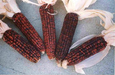 Bloody Butcher Dent Ornamental Corn Seeds - Image 2