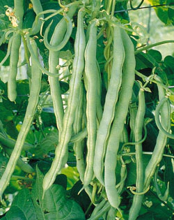 Blue Lake 274 Bean Seeds - Image 2