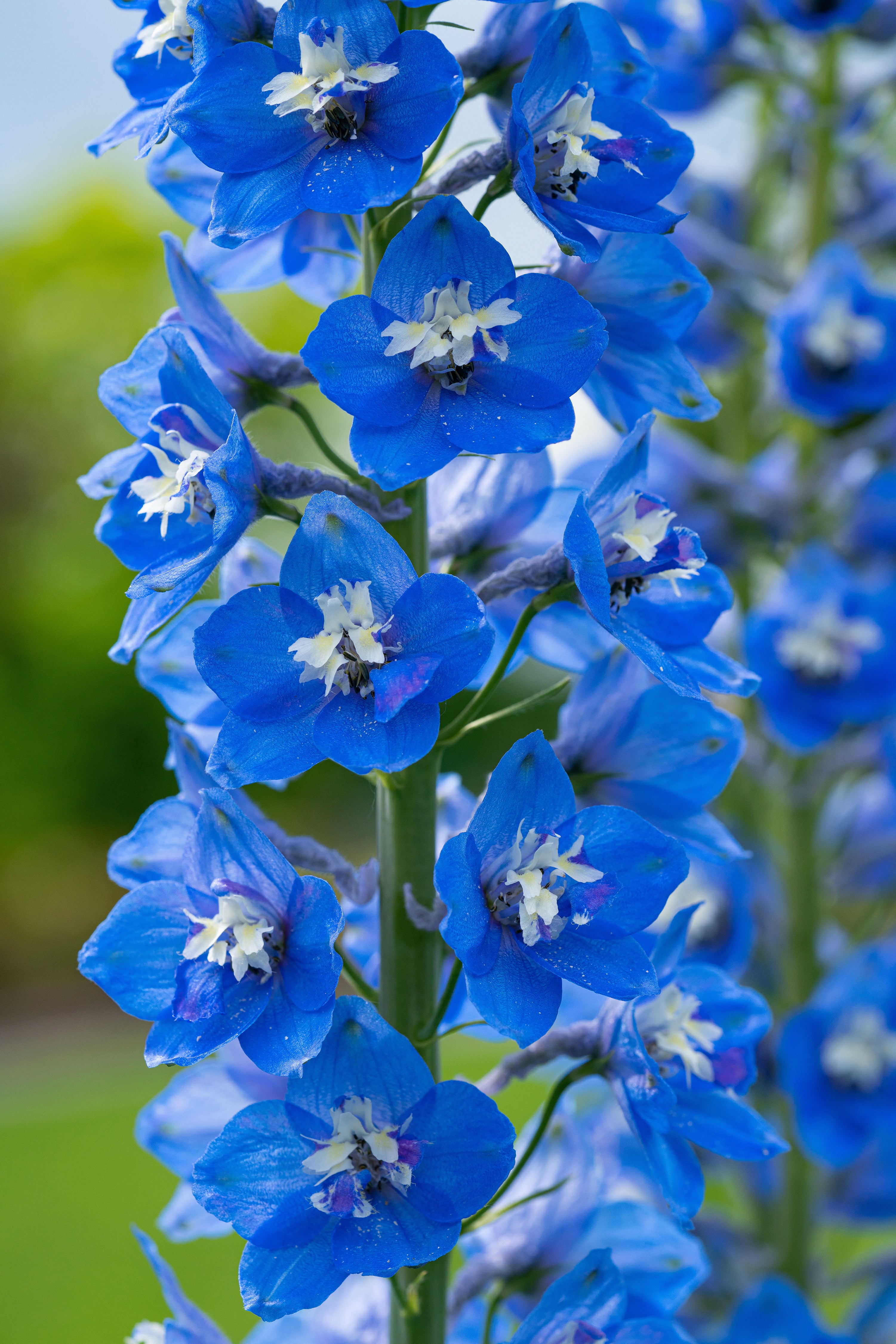 Blue Larkspur Seeds