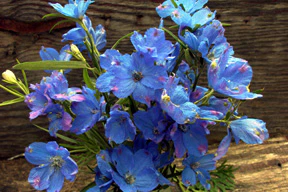 Blue Mirror Chinese Delphinium