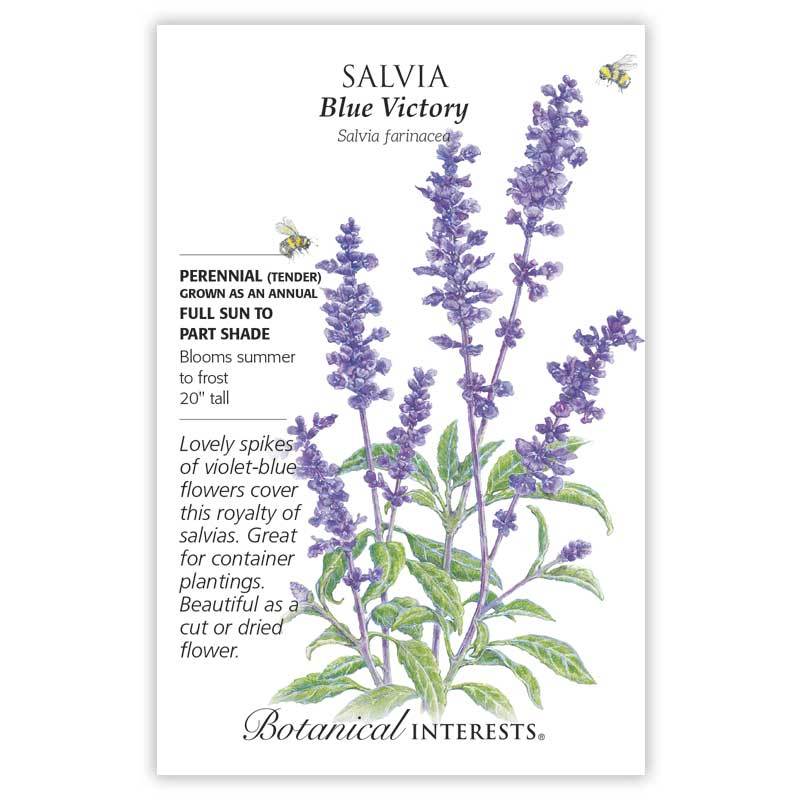 Blue Victory Salvia