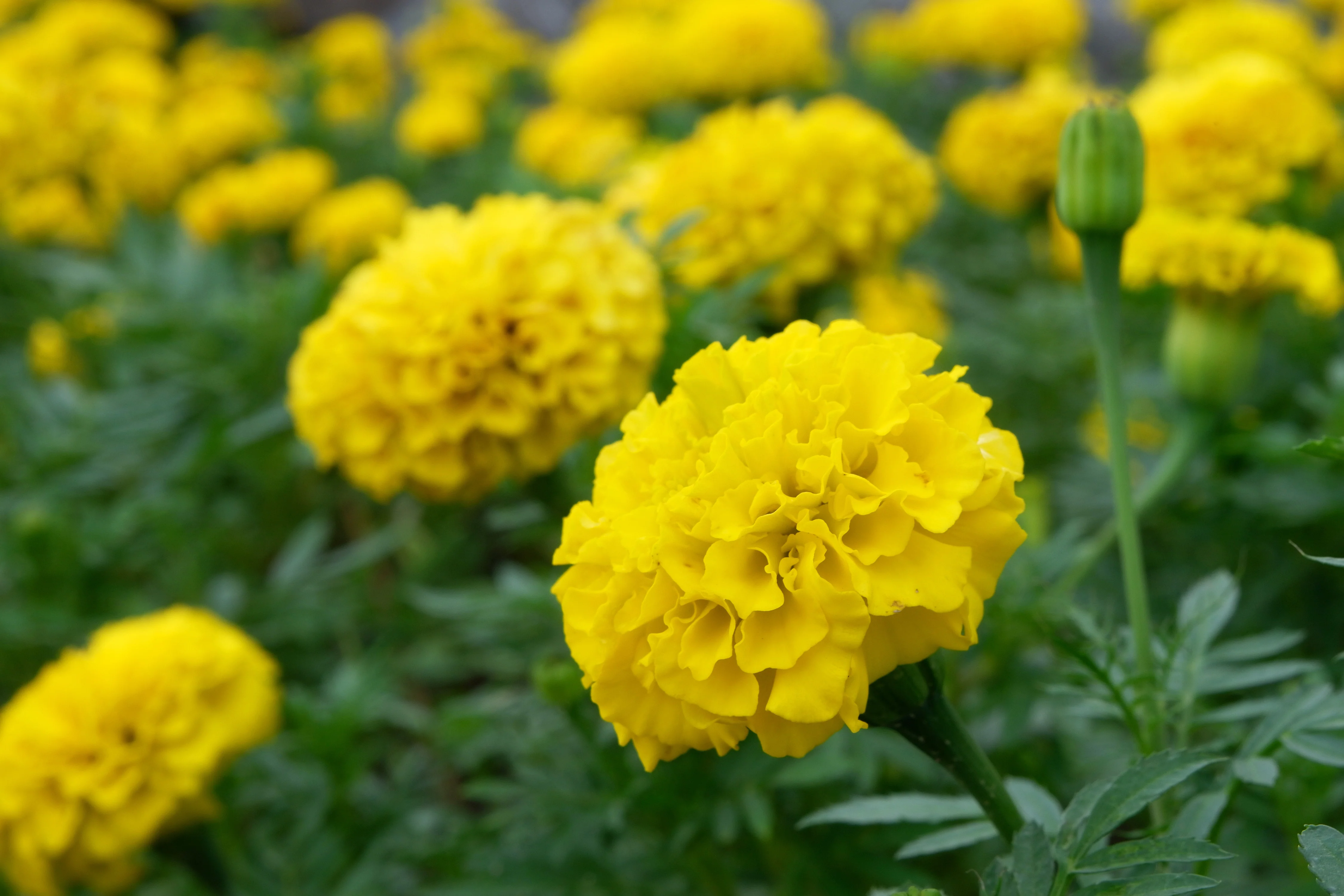 Bonanza Yellow Marigold Seeds