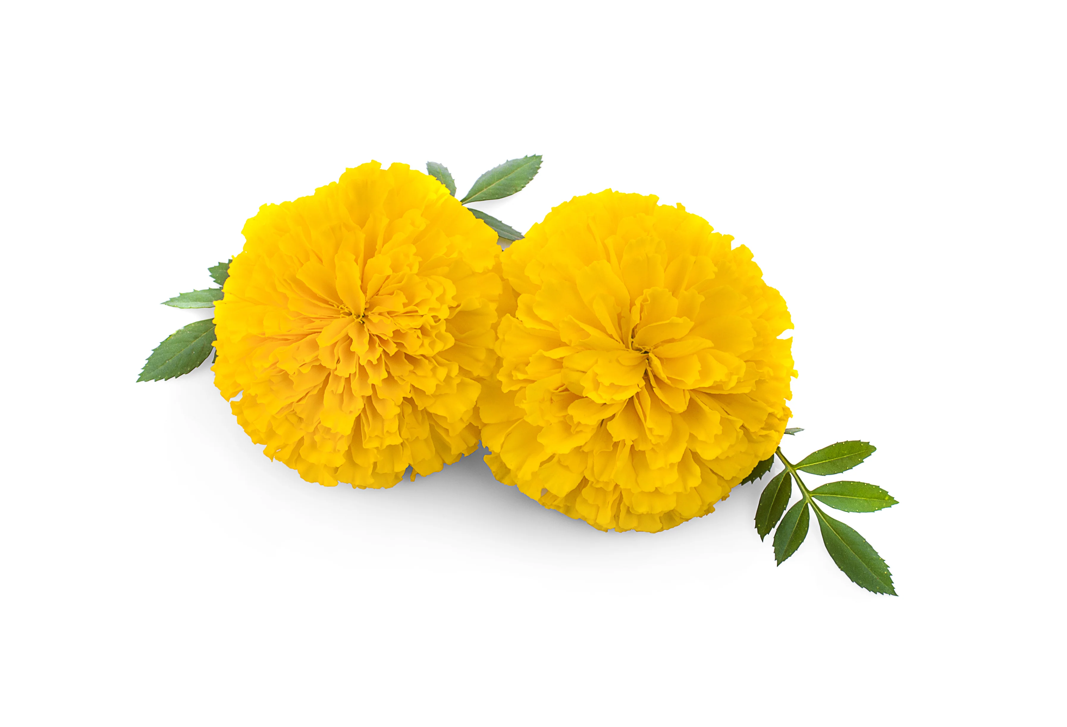 Bonanza Yellow Marigold Seeds - Image 2