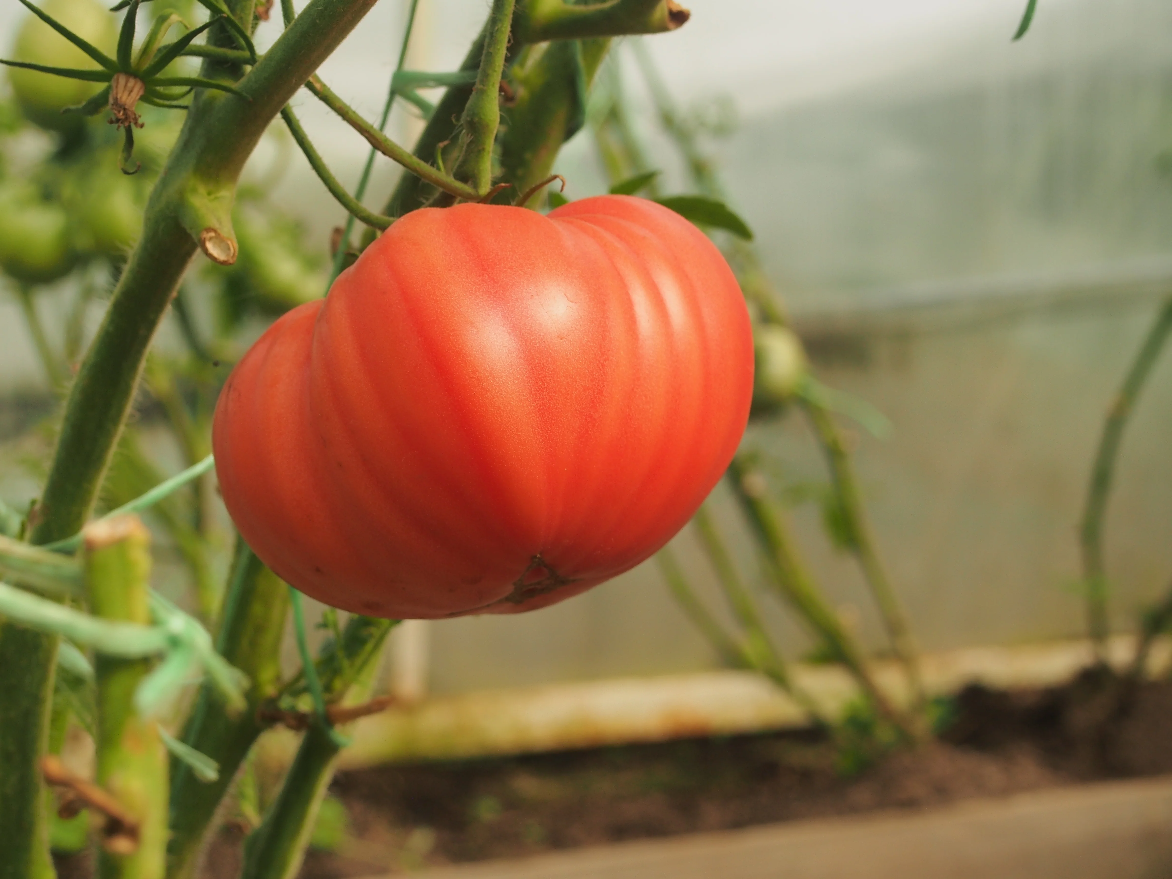 Brandywine Red Tomato Seeds - Image 2