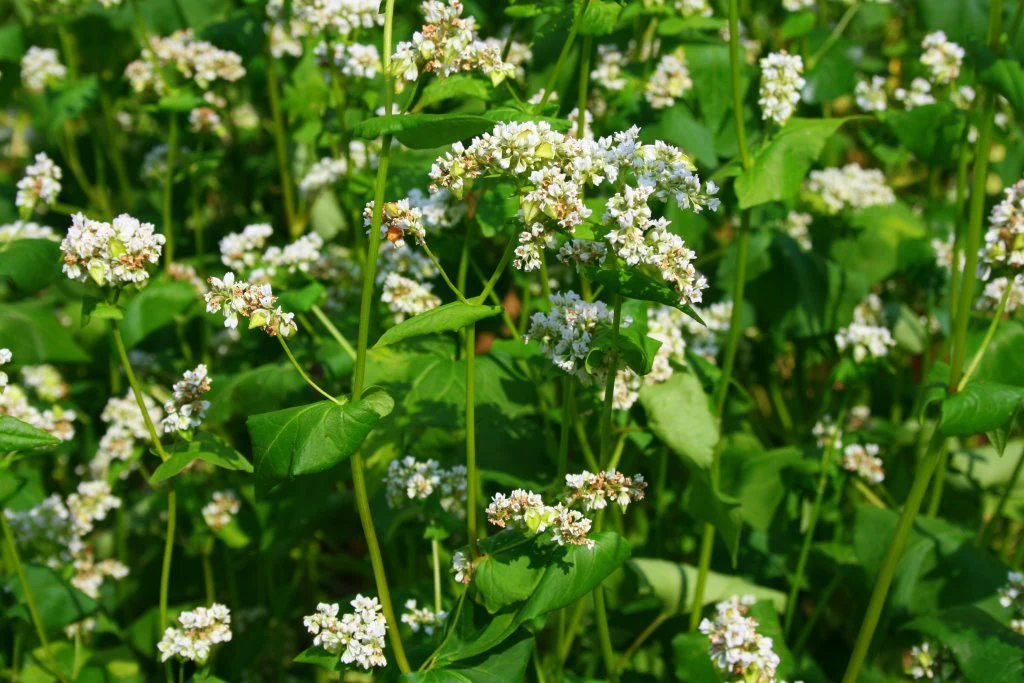 Buckwheat (50 lb.)