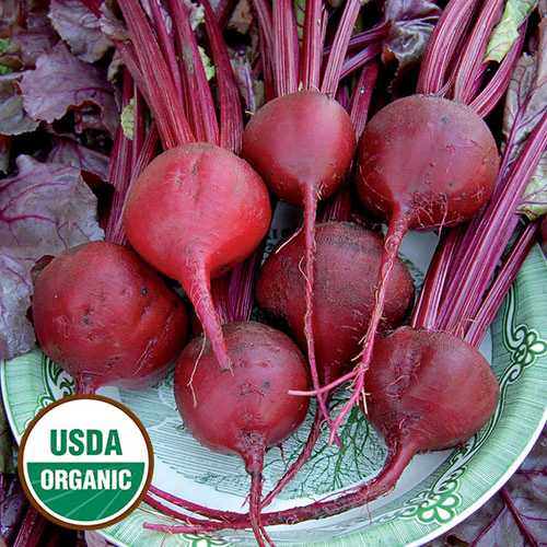 Bull's Blood Beet