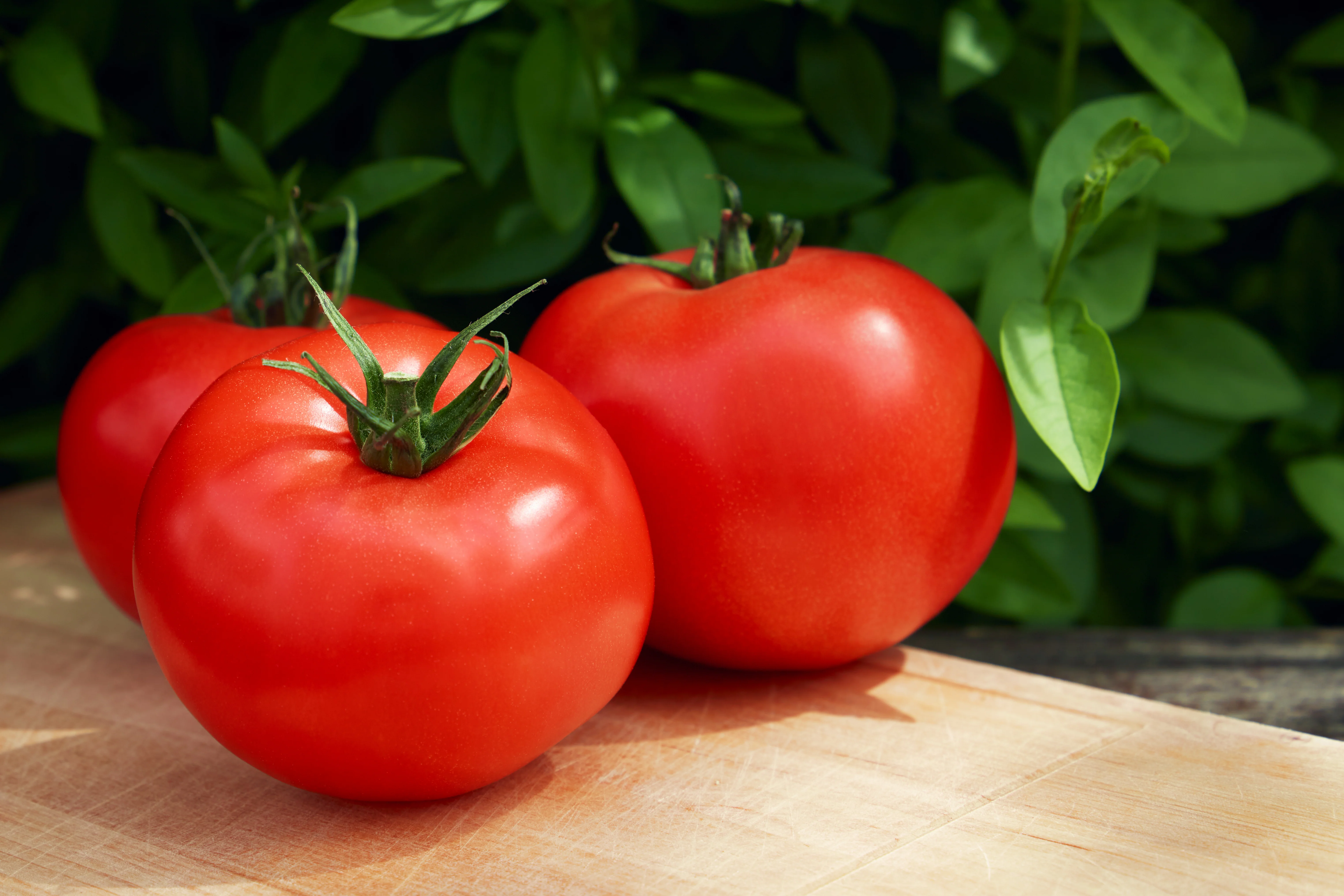 Big Boy Hybrid Tomato Seeds