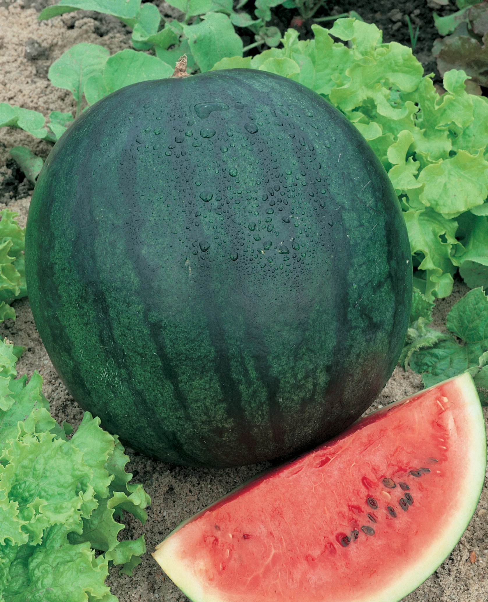 Bush Sugar Baby Watermelon Seeds - Image 2
