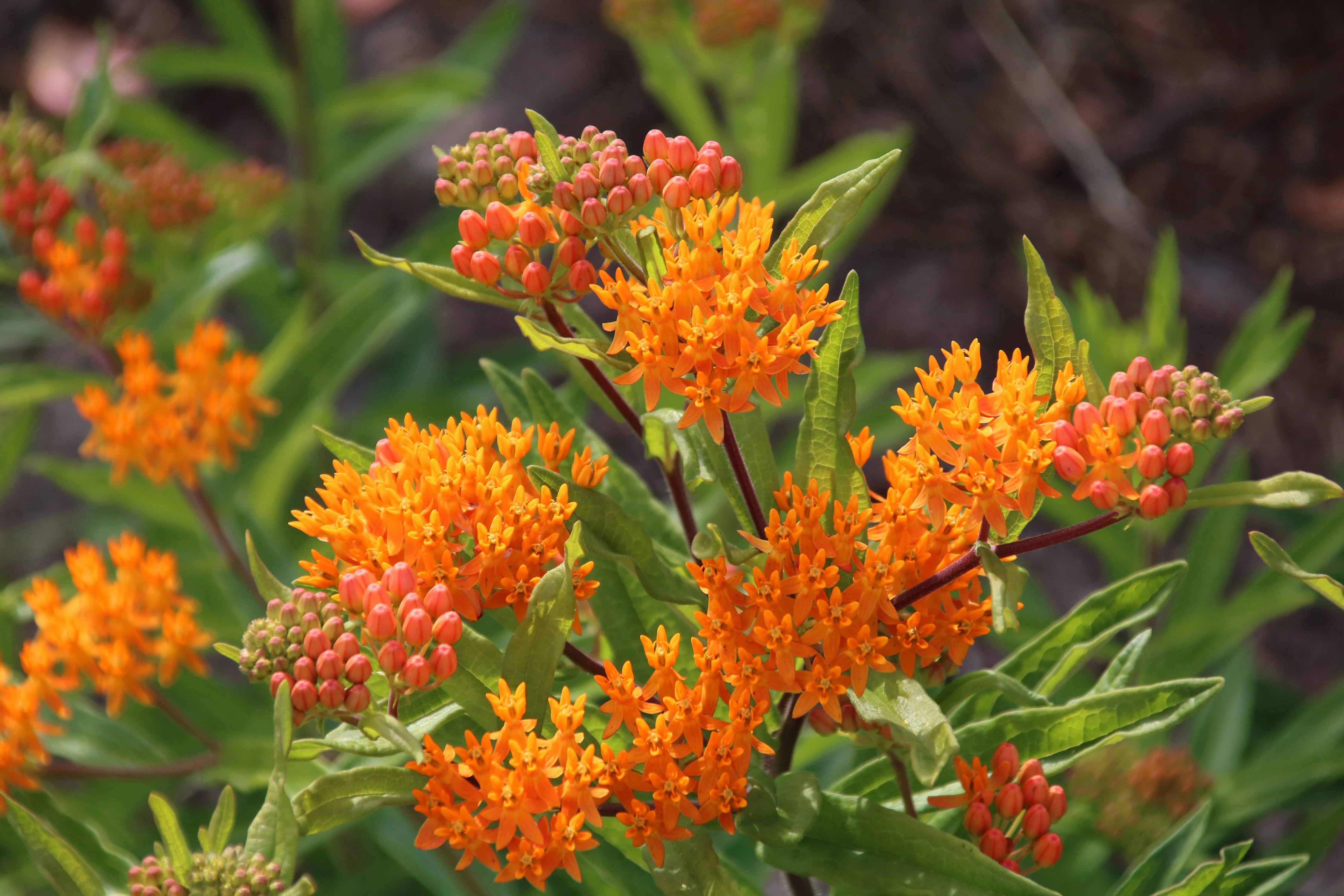 Butterfly Milkweed Seeds