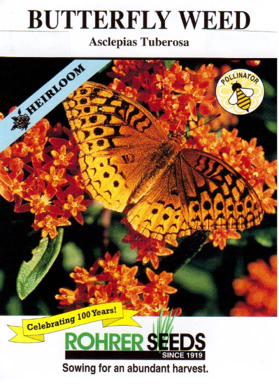 Butterfly Milkweed Seeds - Image 2