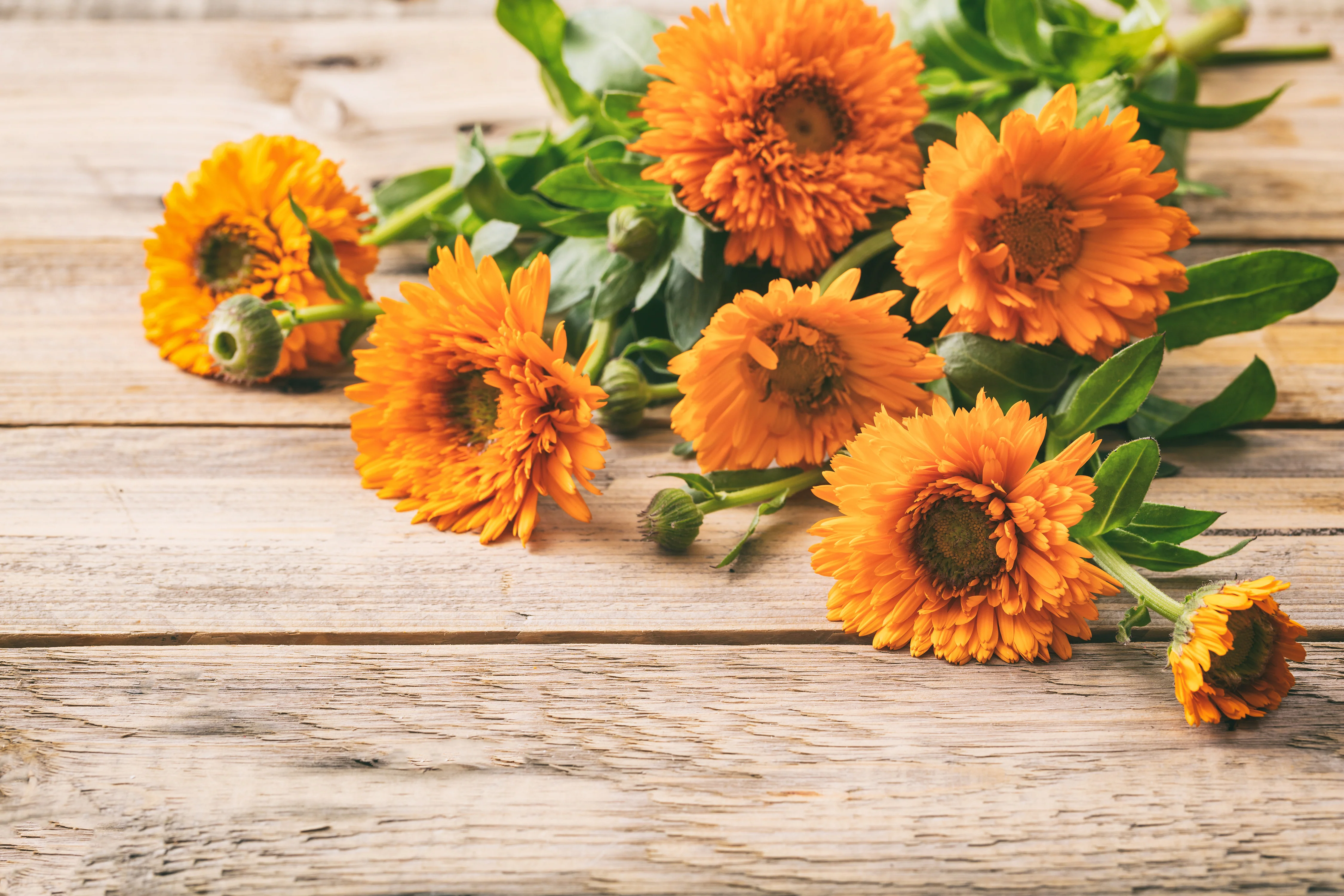Pacific Beauty Calendula Seeds