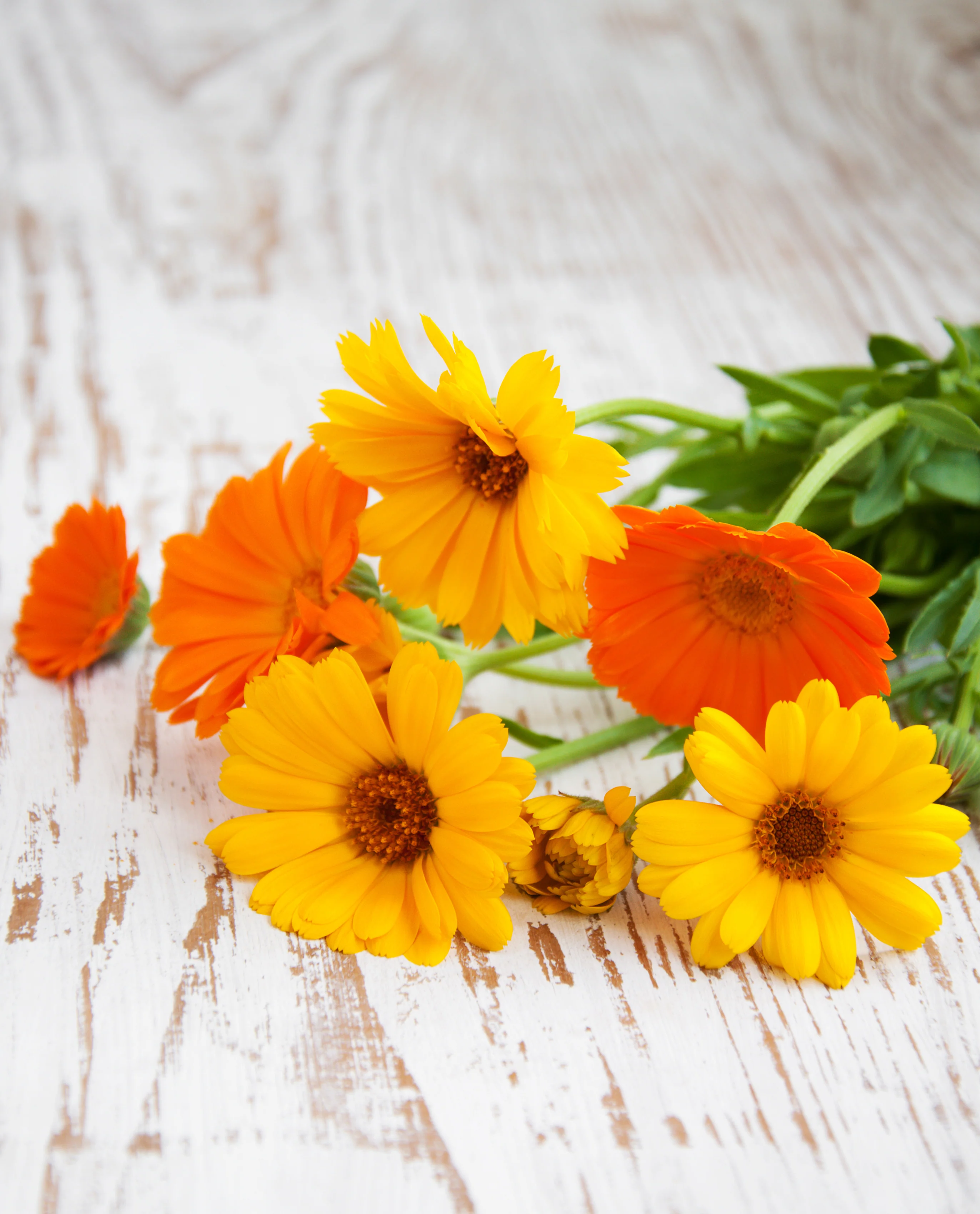 Pacific Beauty Calendula Seeds - Image 2