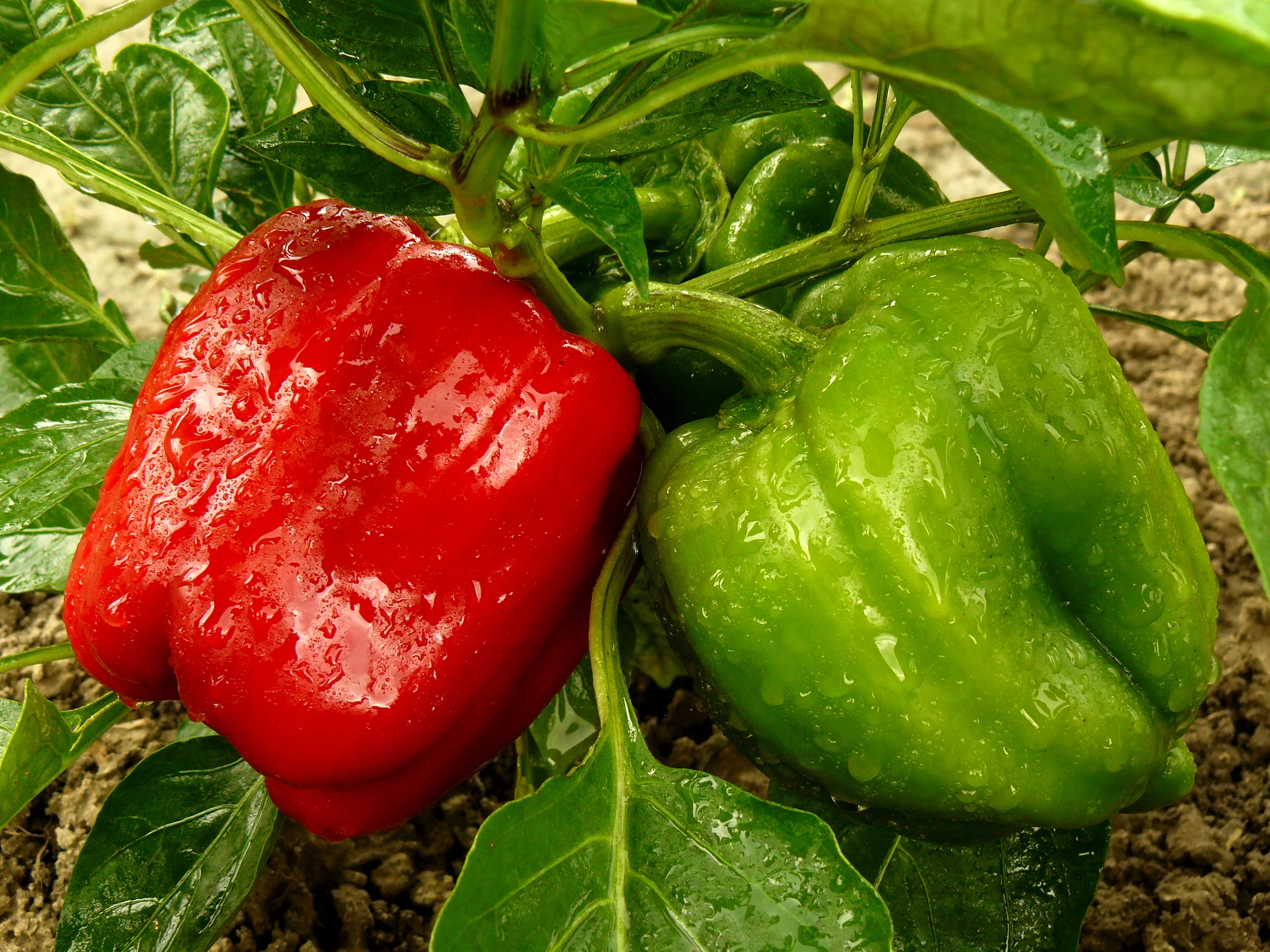 California Wonder Bell Pepper Seeds