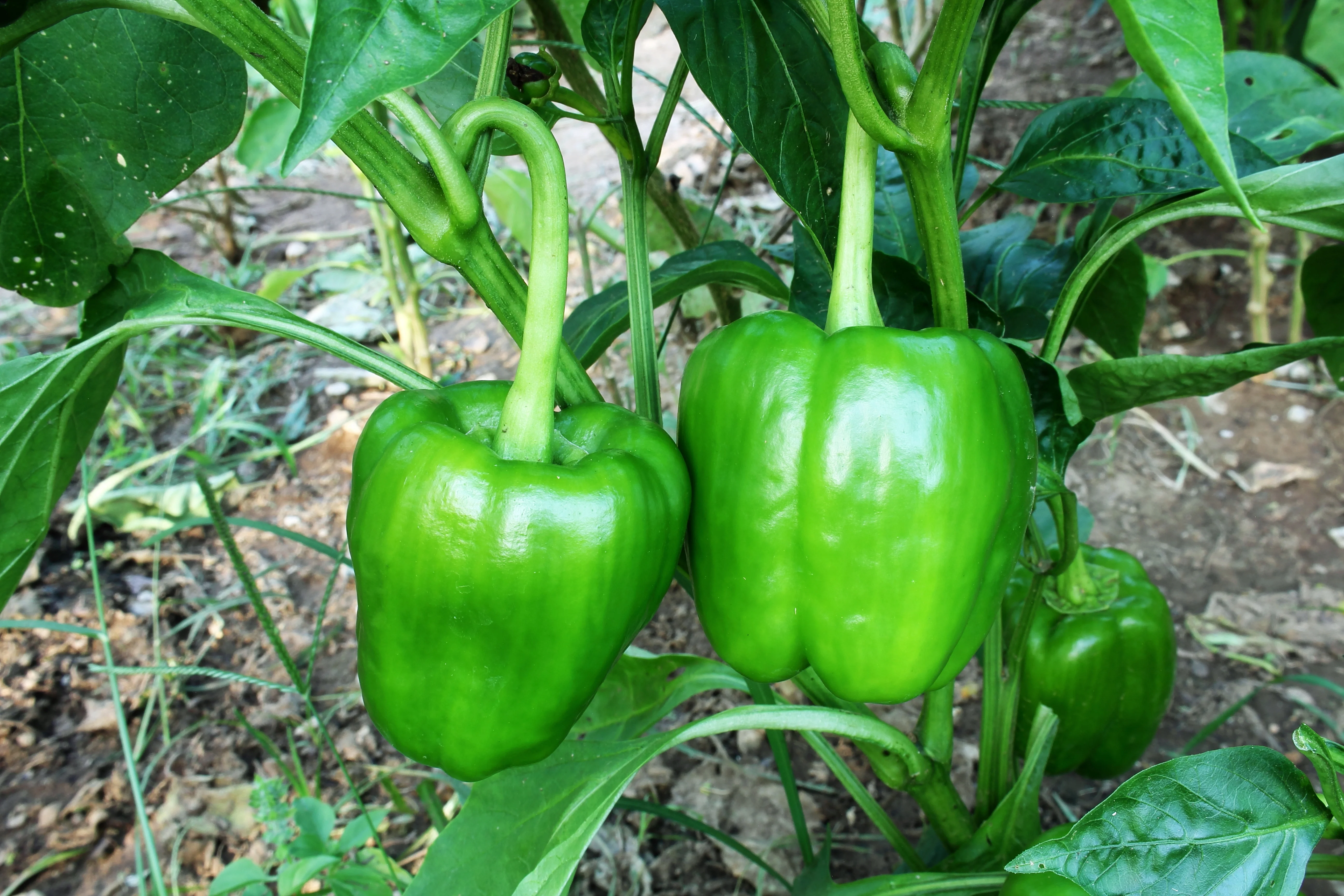 California Wonder Bell Pepper Seeds - Image 2