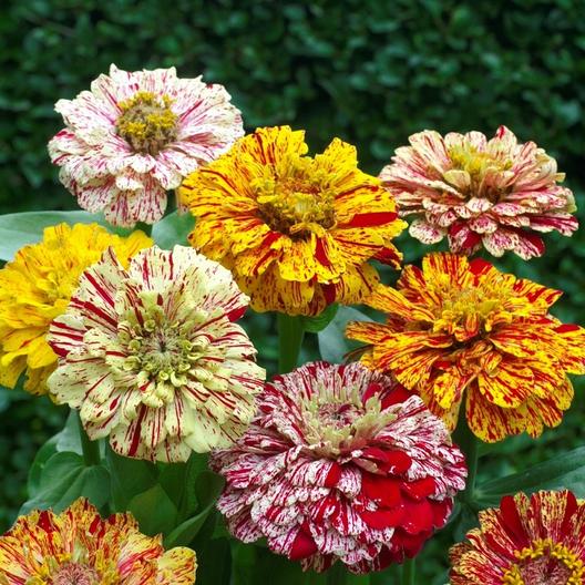 Candy Stripe Mix Zinnia Seeds