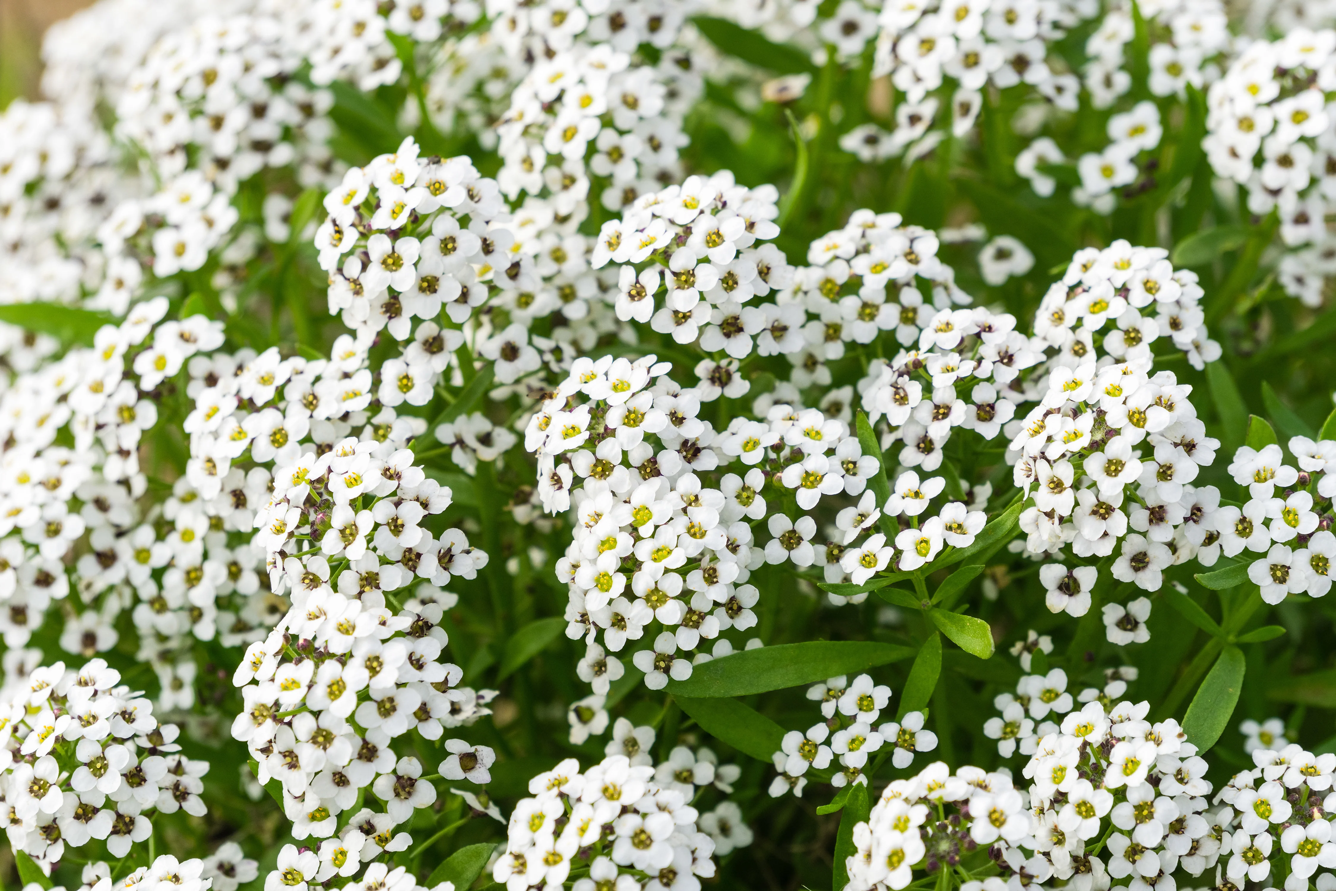 Carpet Of Snow Alyssum Seeds