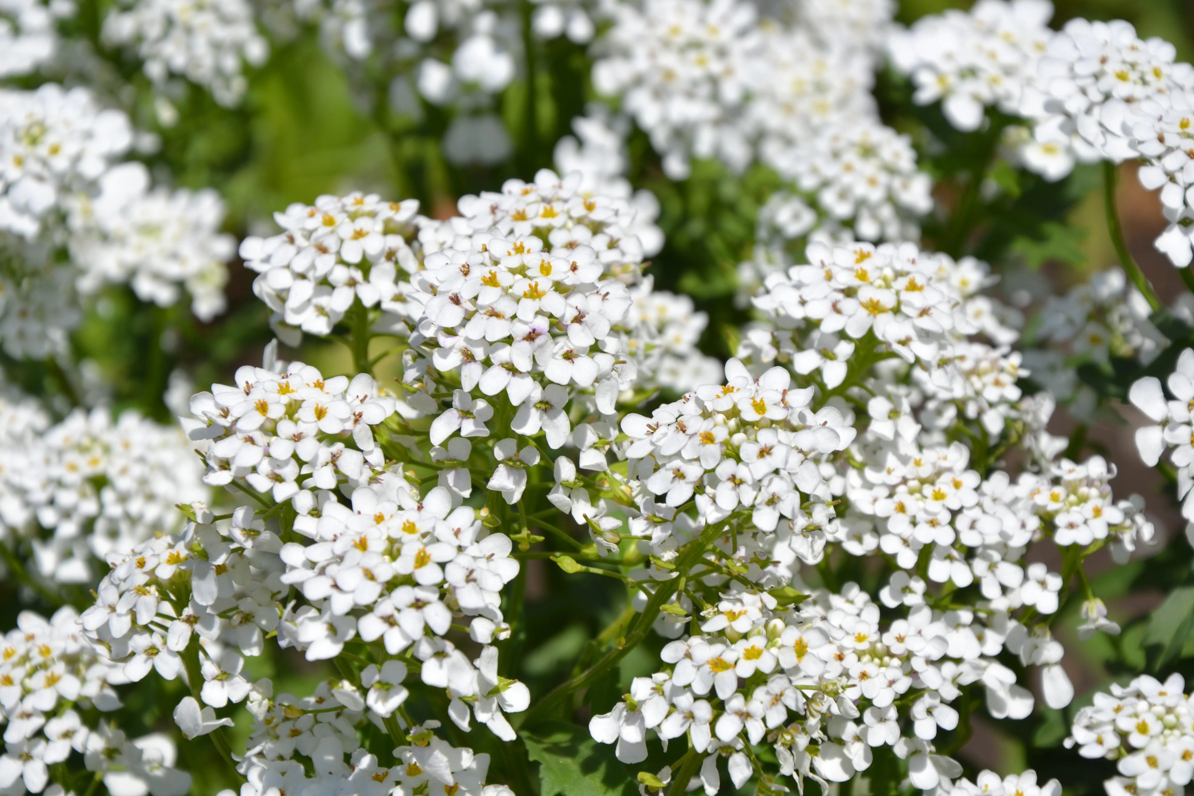 Carpet Of Snow Alyssum Seeds - Image 2