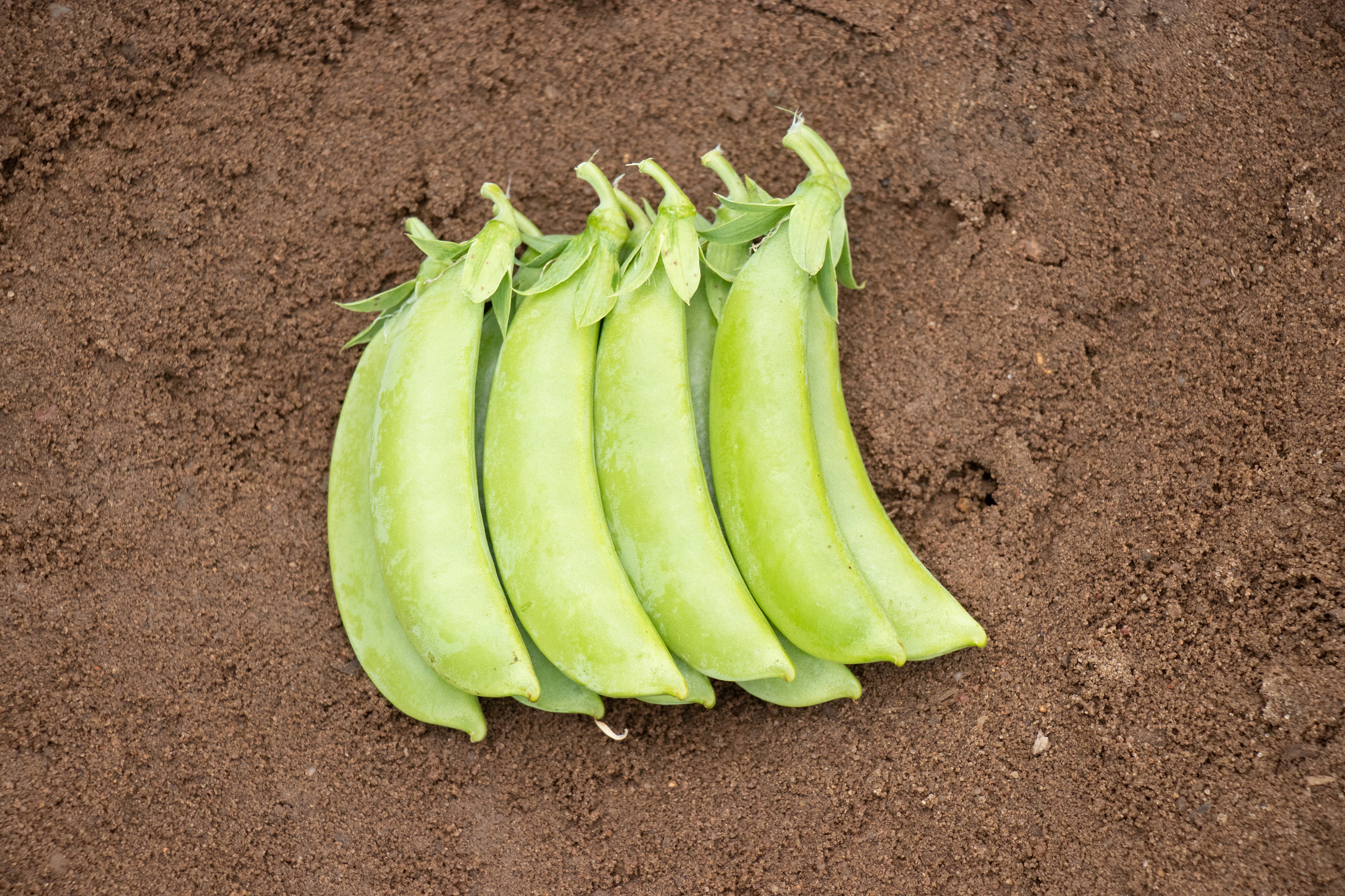 Cascadia Sugar Snap Pea Seeds
