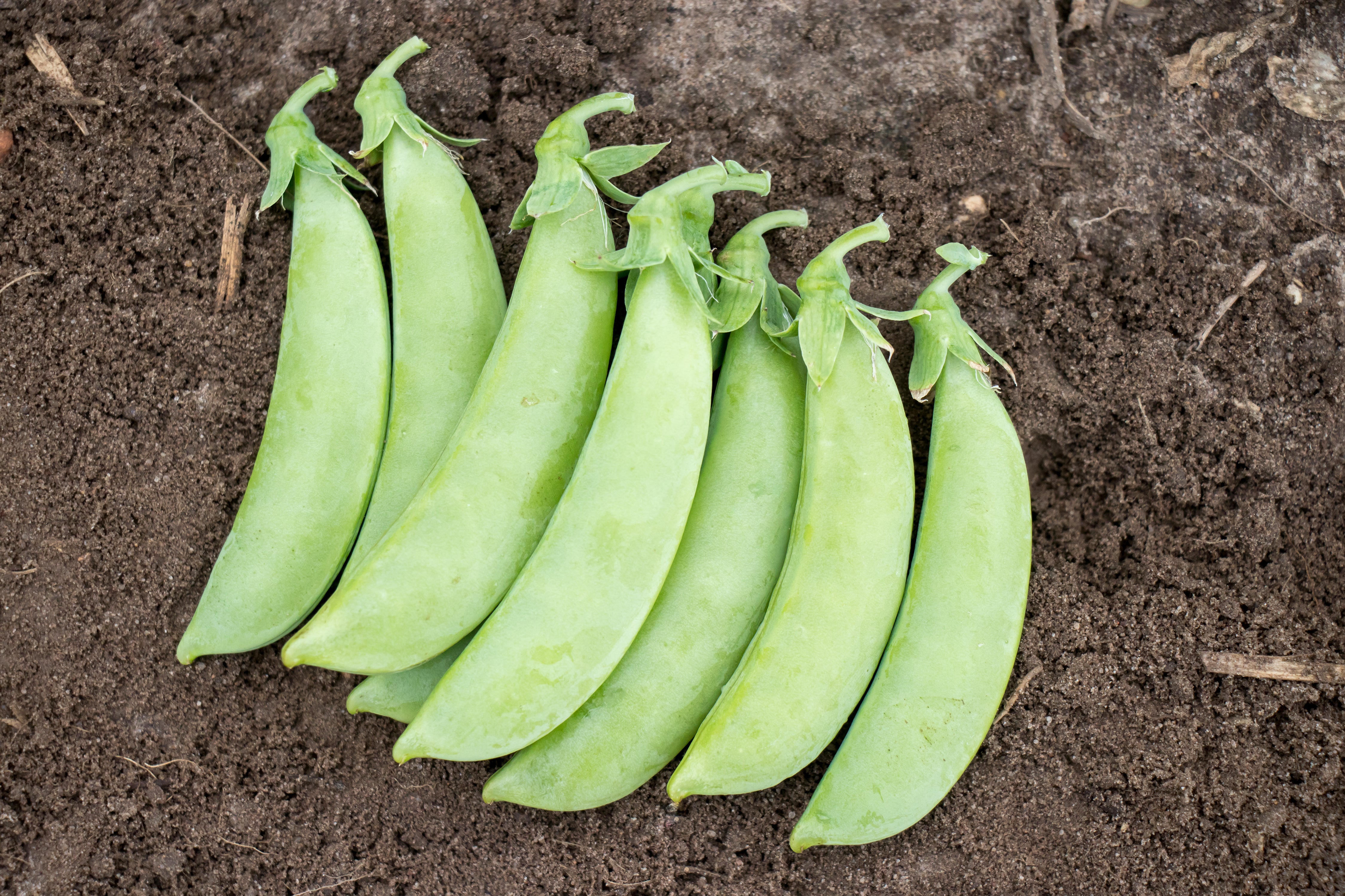 Cascadia Sugar Snap Pea Seeds - Image 2