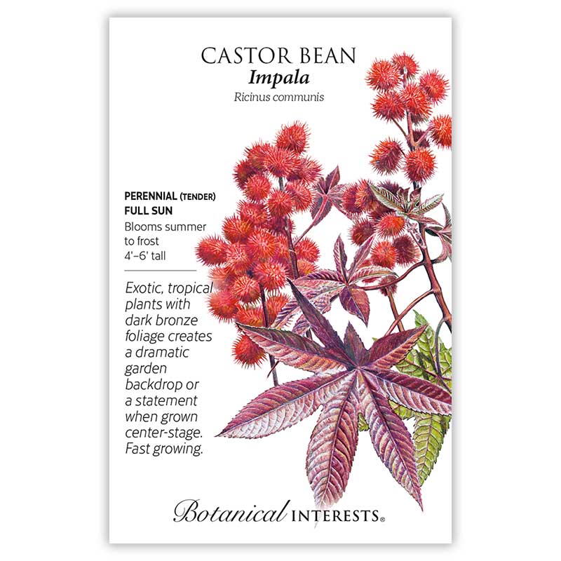 Impala Castor Bean
