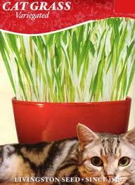 Catgrass Variegated
