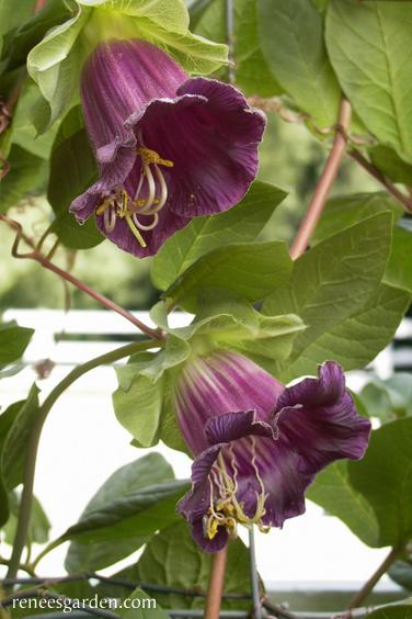 Cathedral Bells Vine