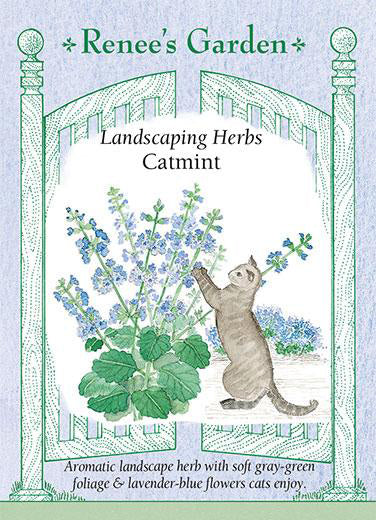 Catmint - Image 2