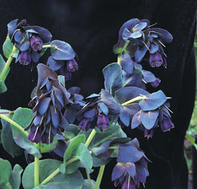 Pride of Gibraltar Cerinthe