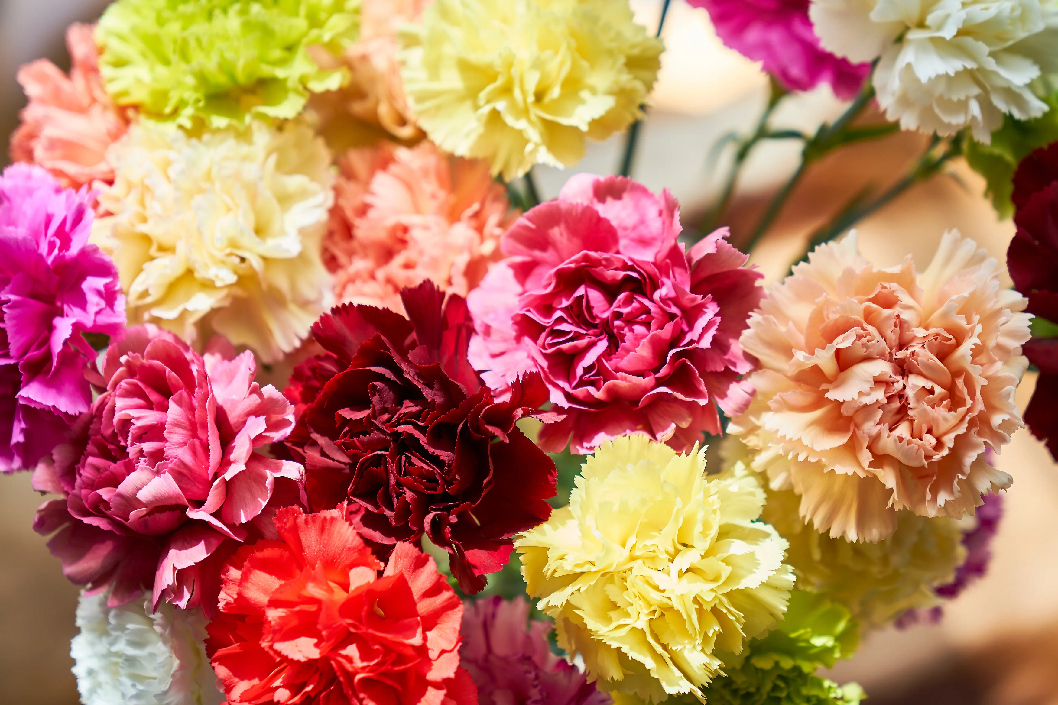 Chabaud Mixed, Carnation Seeds