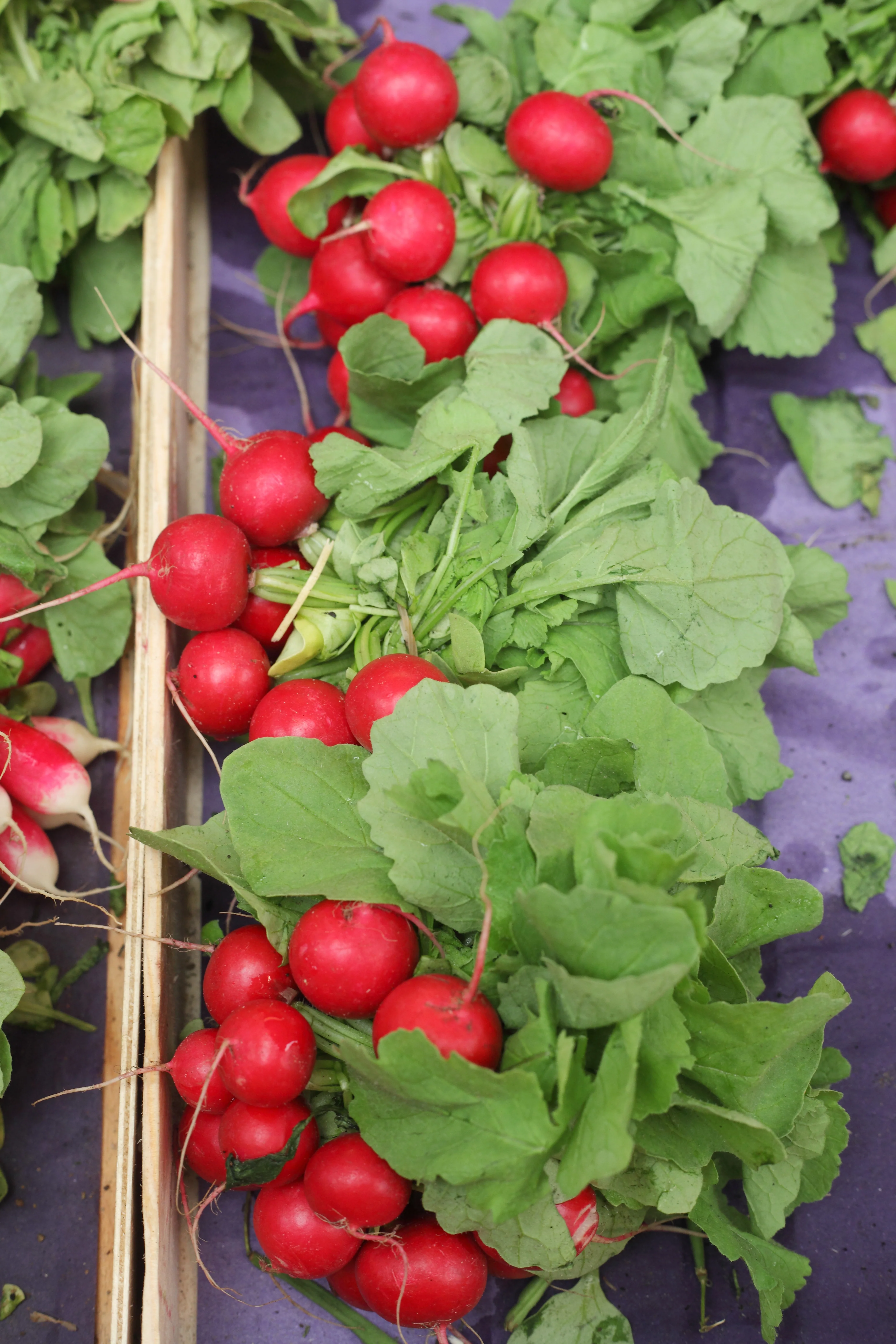 Champion Radish Seeds