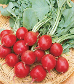 Champion Radish Seeds - Image 2