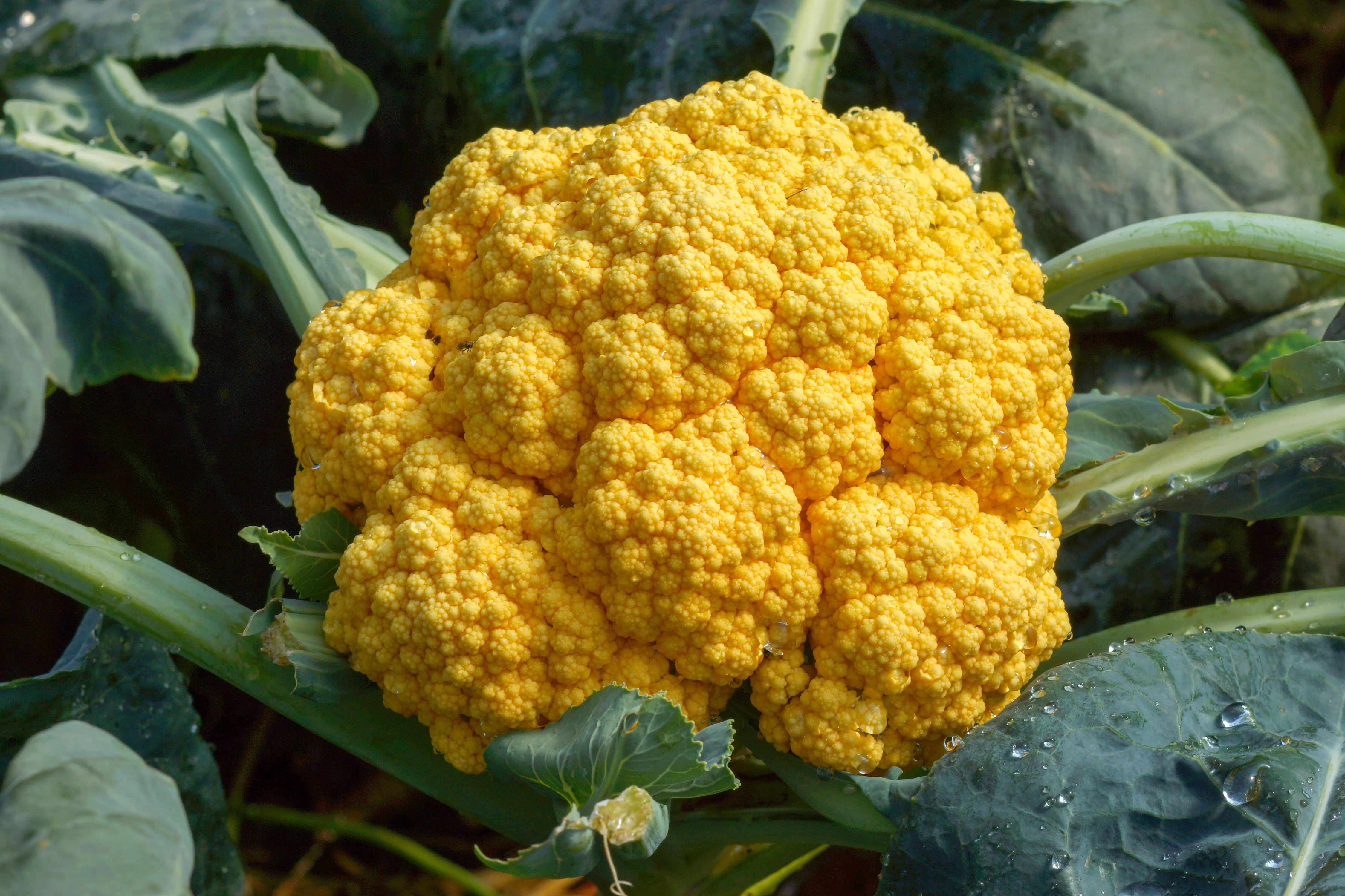 Cheddar Hybrid Cauliflower Seeds