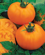 Chef's Choice Orange Hybrid Tomato Seeds - Image 2