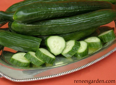 Chelsea Prize English Cucumber