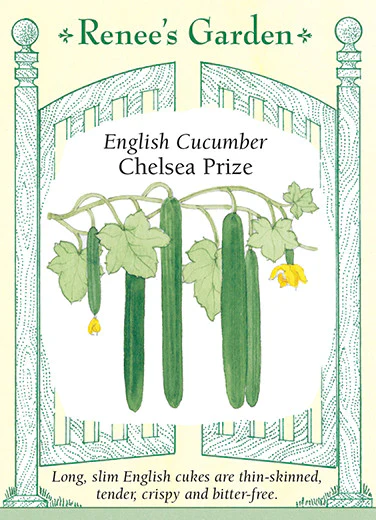 Chelsea Prize English Cucumber - Image 2