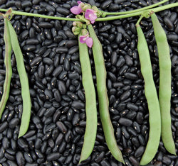 Cherokee Trail Bean