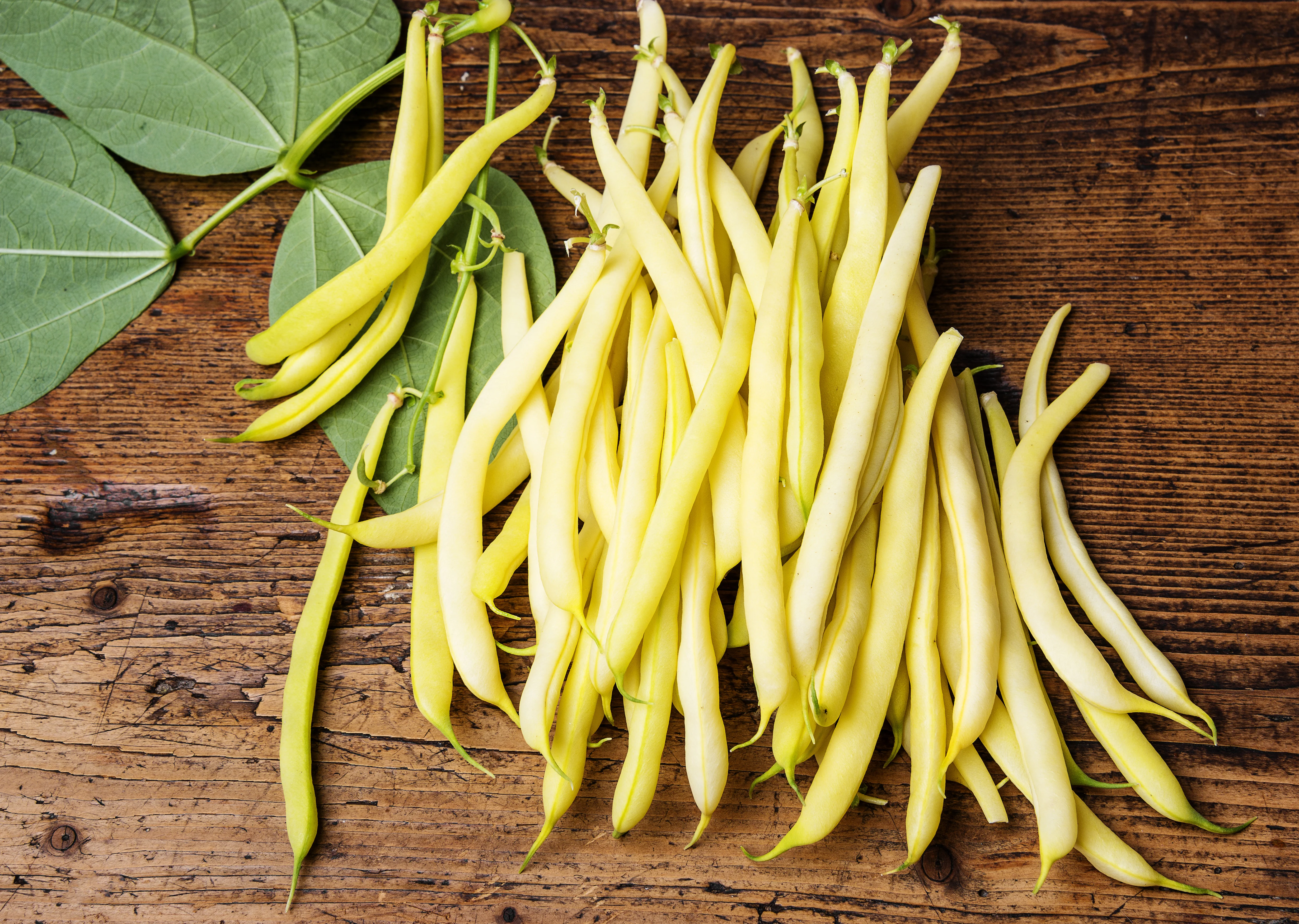 Cherokee Yellow Wax Bush Bean Seeds