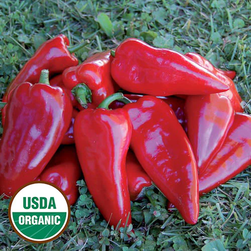 Chervena Chushka Sweet Pepper