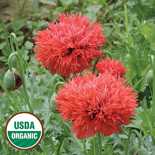 Chima Family Heirloom Poppy (Organic)