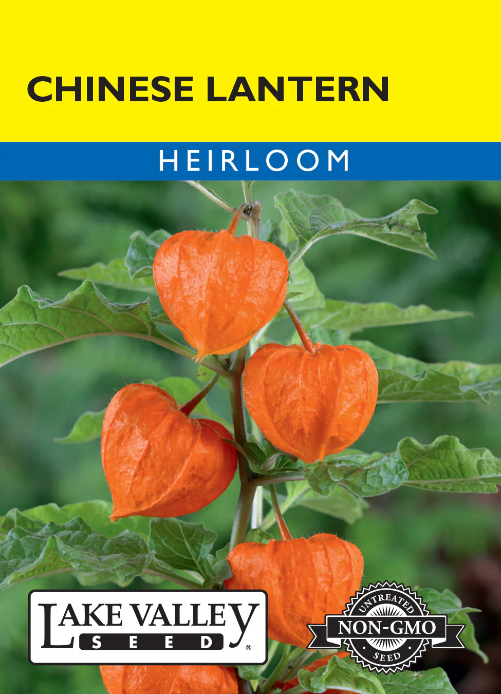 Chinese Lantern