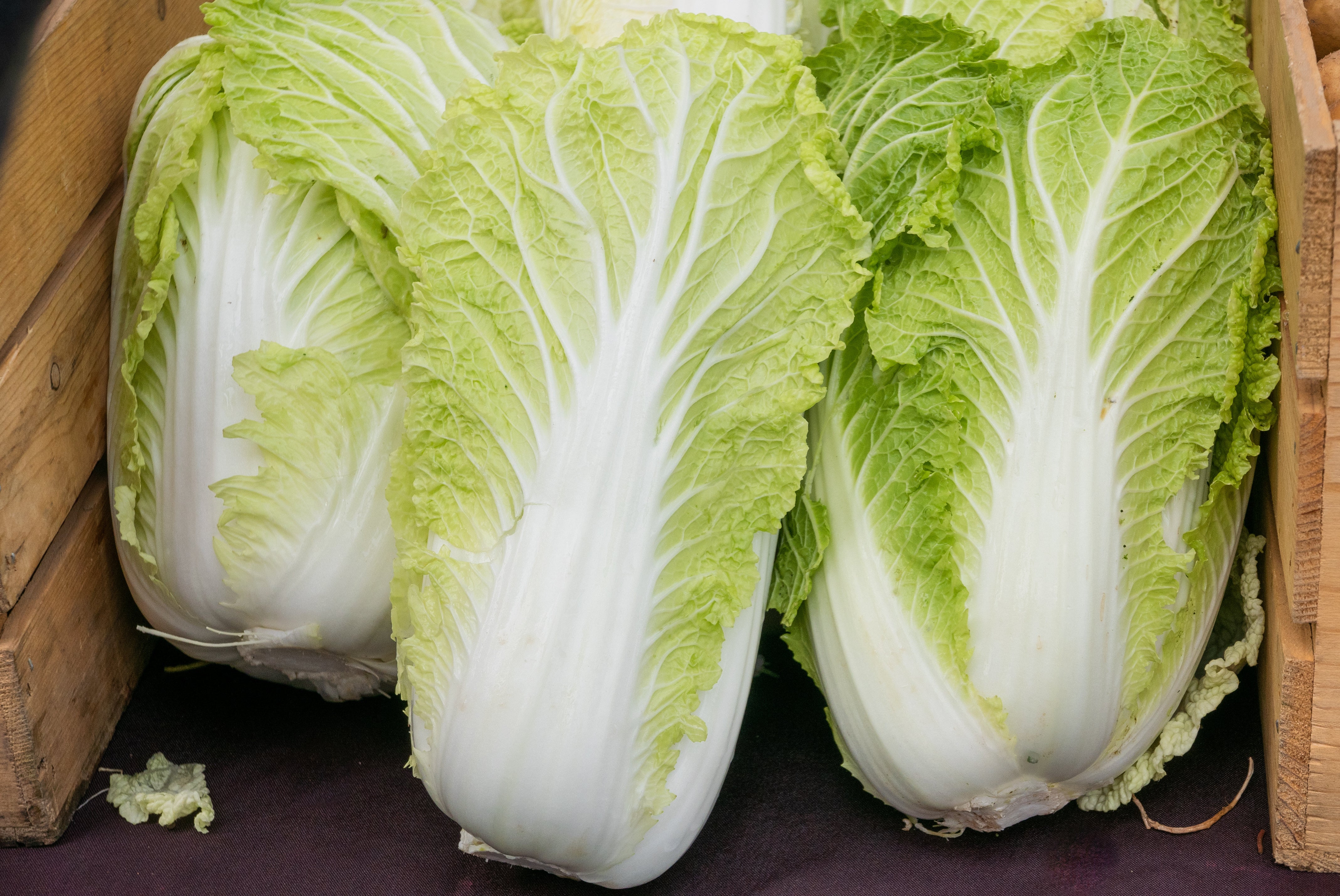 Chinese Michihli Cabbage Seeds