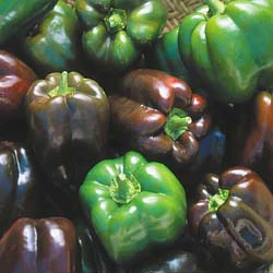 Chocolate Beauty Sweet Pepper