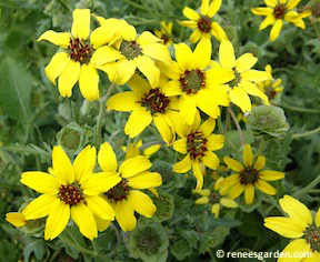 Fragrant Chocolate Daisy