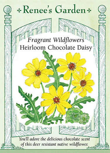 Fragrant Chocolate Daisy - Image 2