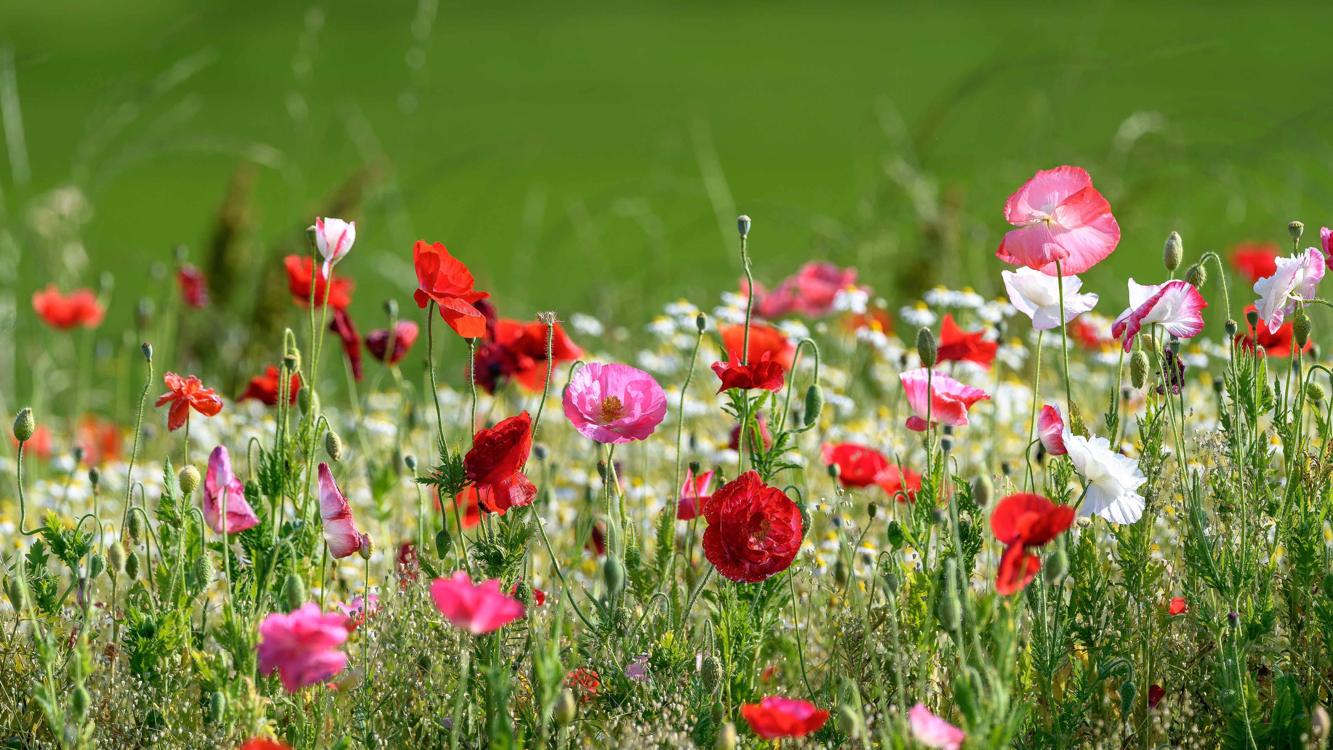 Shirley Choice Mix Poppy Seeds