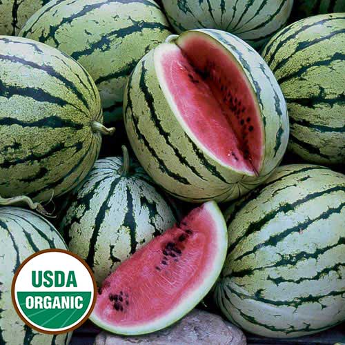 Chris Cross Watermelon
