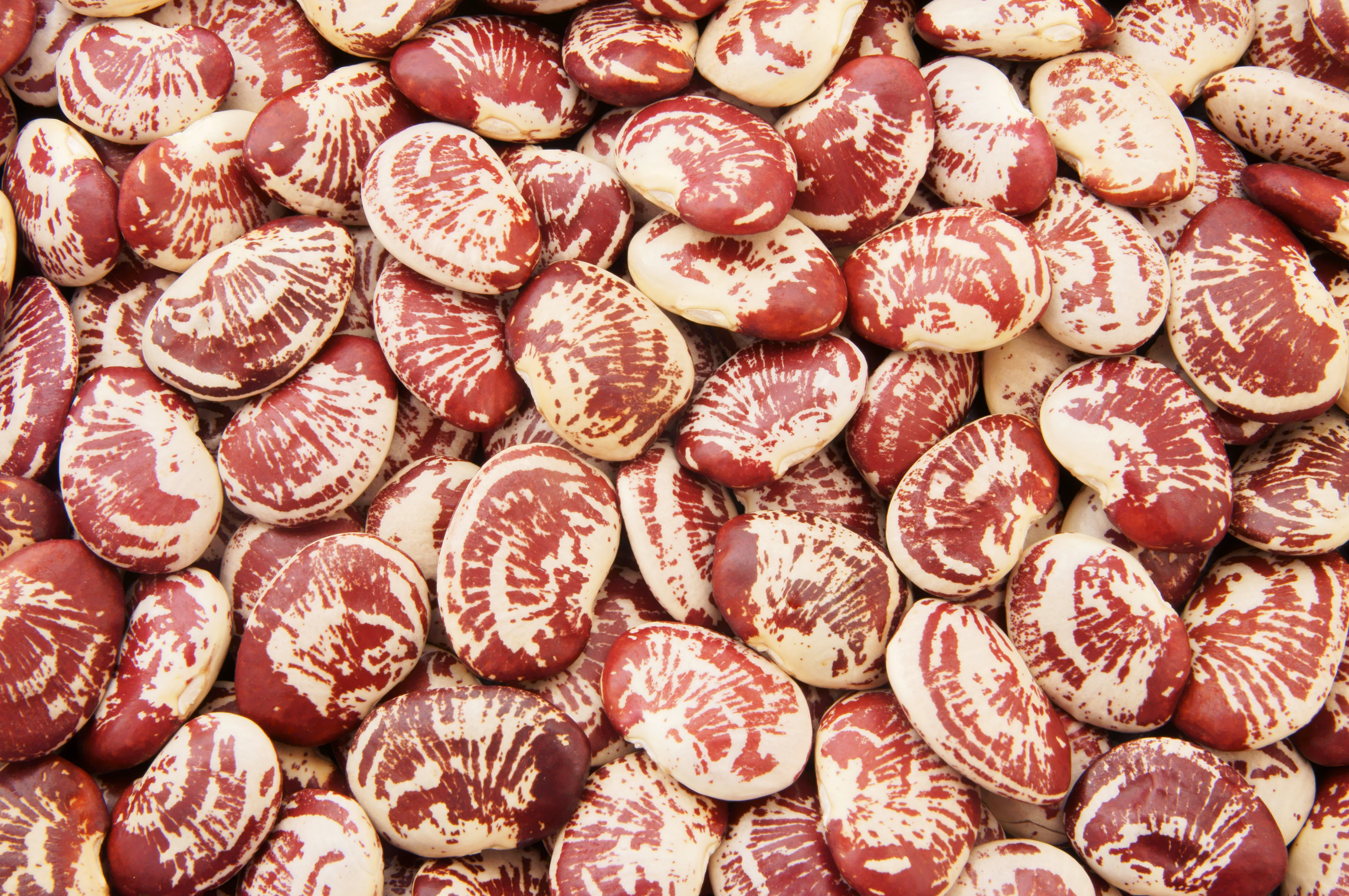 Christmas Pole Lima Bean Seeds - Image 2