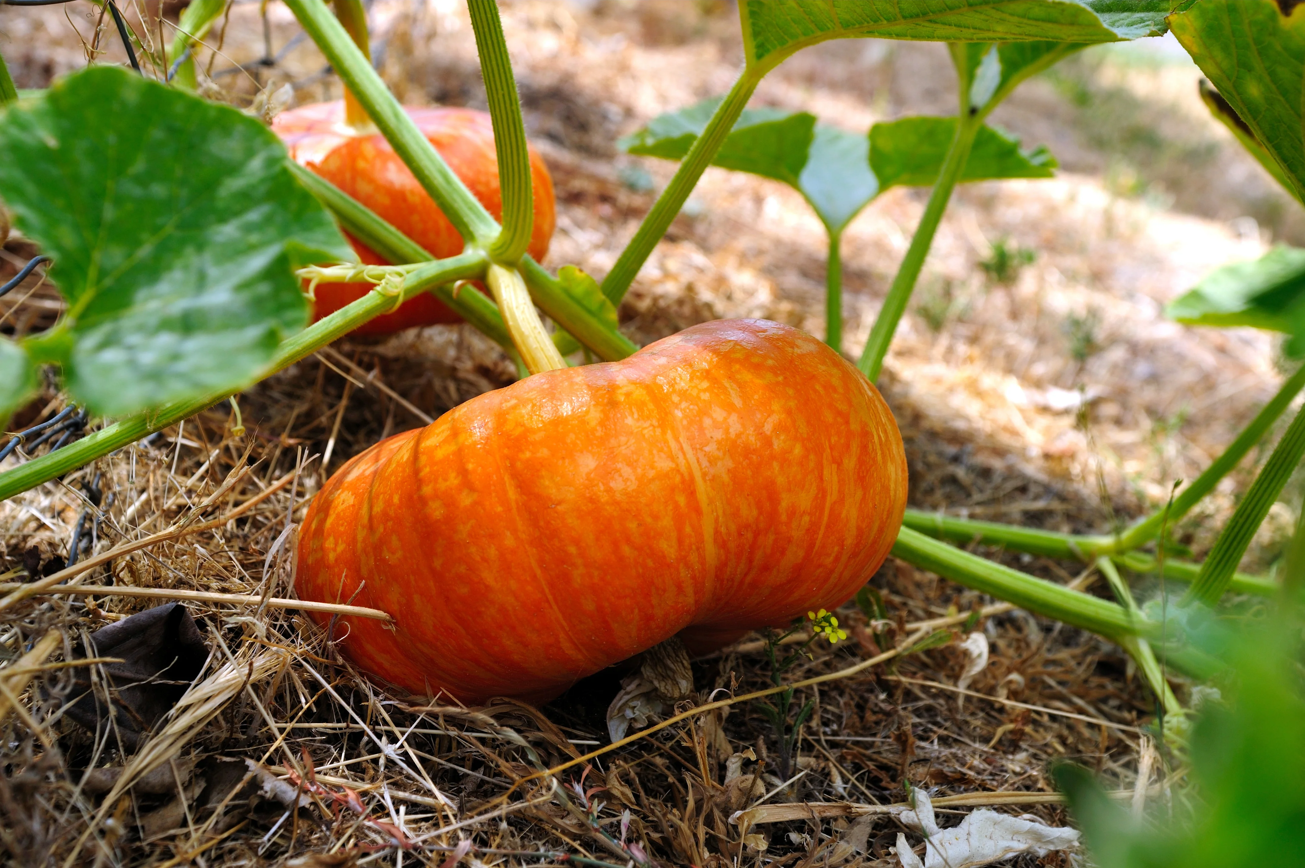 Cinderella Pumpkin Seeds