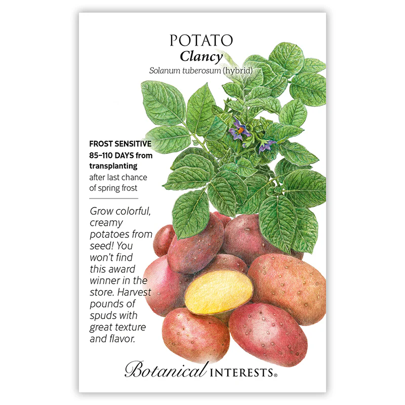 Clancy Hybrid Potato Seed