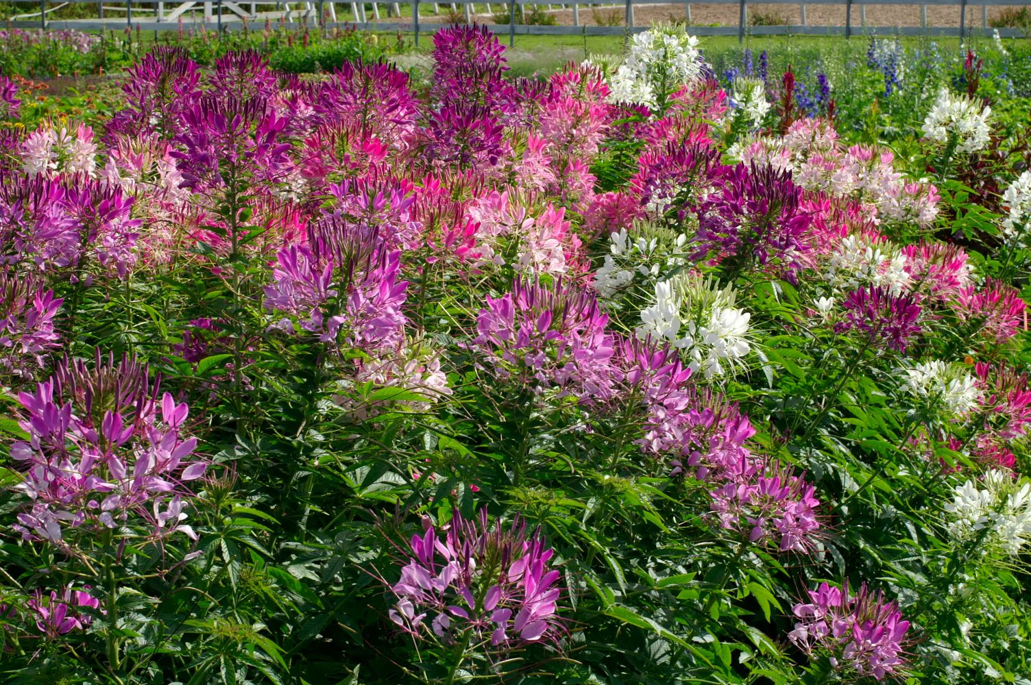 Color Fountain Mix Cleome Seeds - Image 2